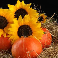 Nice sunflowers, pumpkin, Black, background, Hay, Flowers