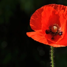 background, red weed, Black