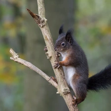 squirrel, tail, branch, Black