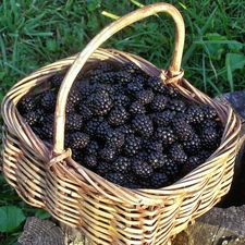 basket, blackberries