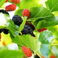 blackberries, Twigs, maturing