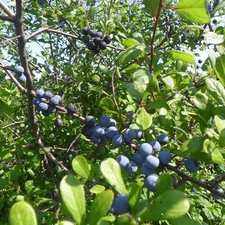 blackthorn, Mature, Fruits