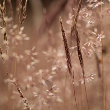 grass, blades