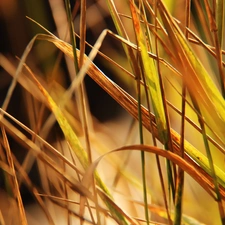 blades, dry, grass