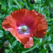 grass, red weed, blades