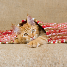 Blanket, ginger, cat