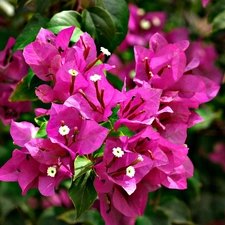 Bougainvillea, Blossoming