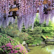 Blossoming, wistaria, ##, park, brook