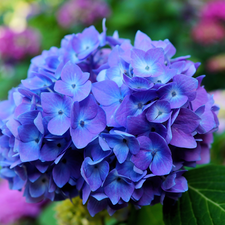 hydrangea, Colourfull Flowers, Blue