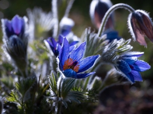 Flowers, pasque, blur, Blue
