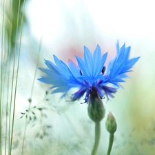 Colourfull Flowers, Chaber, blue