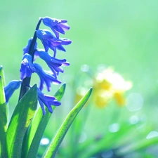 Colourfull Flowers, hyacinth, blue