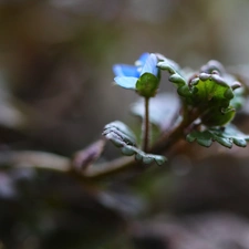 Colourfull Flowers, speedwell, blue