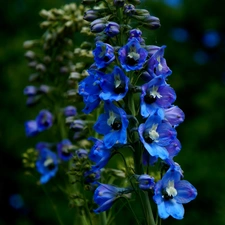 Flowers, garden, Blue, larkspur