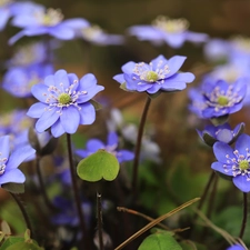 Blue, Liverworts, Flowers