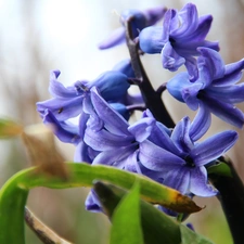 hyacinth, blue