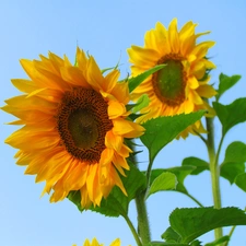 Sky, Nice sunflowers, Blue