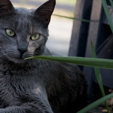 cat, Russian Blue