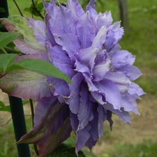 blue, Dubeltowy, traveller