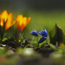 Flowers, Siberian squill, Blue