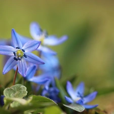 Flowers, Siberian squill, Blue