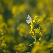 rape, blur, Cabbage, plant, butterfly