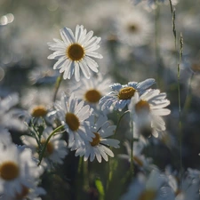 blur, Flowers, camomiles