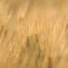 blur, Ears, corn