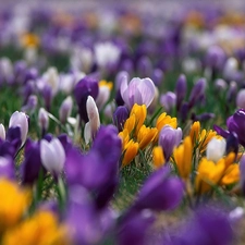 blur, color, crocuses