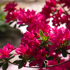 Red, Bush, azalea, blur, rhododendron, Flowers