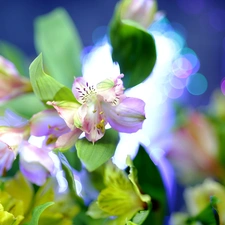 Flowers, Close, blur, Alstroemeria