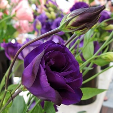 Garden, Eustoma, blur, Violet