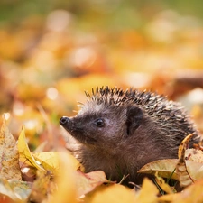 Leaf, blur, hedgehog, Autumn, small