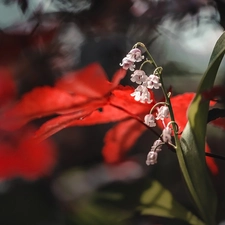 blur, Flowers, lilies