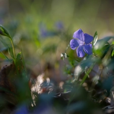 bud, blur, myrtle, Leaf, Flower