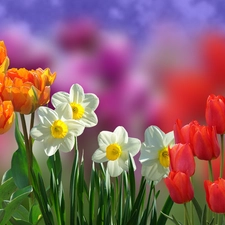 Tulips, blur, Orange, Red, narcissus