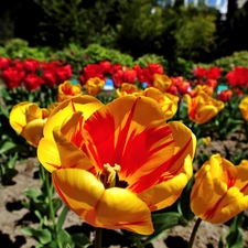 blur, Garden, Tulips