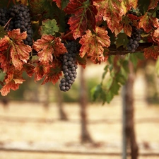 vineyard, Leaf, blur, grapes