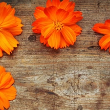 board, Orange, Flowers