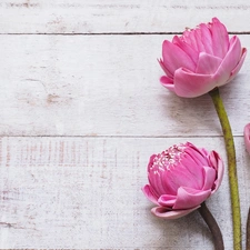 lotuses, boarding, Flowers, Three, Pink