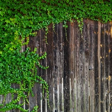 ivy, Fance, boarding, Leaf