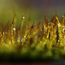 blades, mosses, Bokeh, Close, drops, lichens