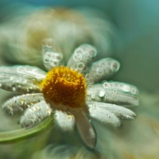 Daisy, Colourfull Flowers, Bokeh, White