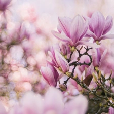 Bokeh, Flowers, Magnolia