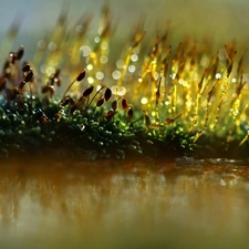 mosses, Close, Bokeh, lichens