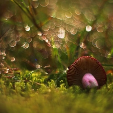 Mushrooms, Moss, Bokeh, toadstool