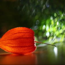 Bokeh, physalis, plant