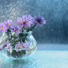 purple, vase, Bokeh, Astra