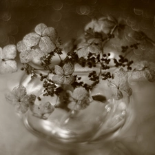 Flowers, hydrangea, Bokeh, sepia, vase, dry