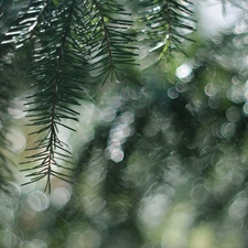 Bokeh, spruce, twig